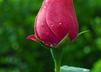 رمزية ورد من الطبيعية مع قطرات المطر - صور ورد وزهور Rose Flower images